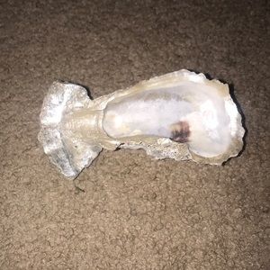 Oyster jewelry holder